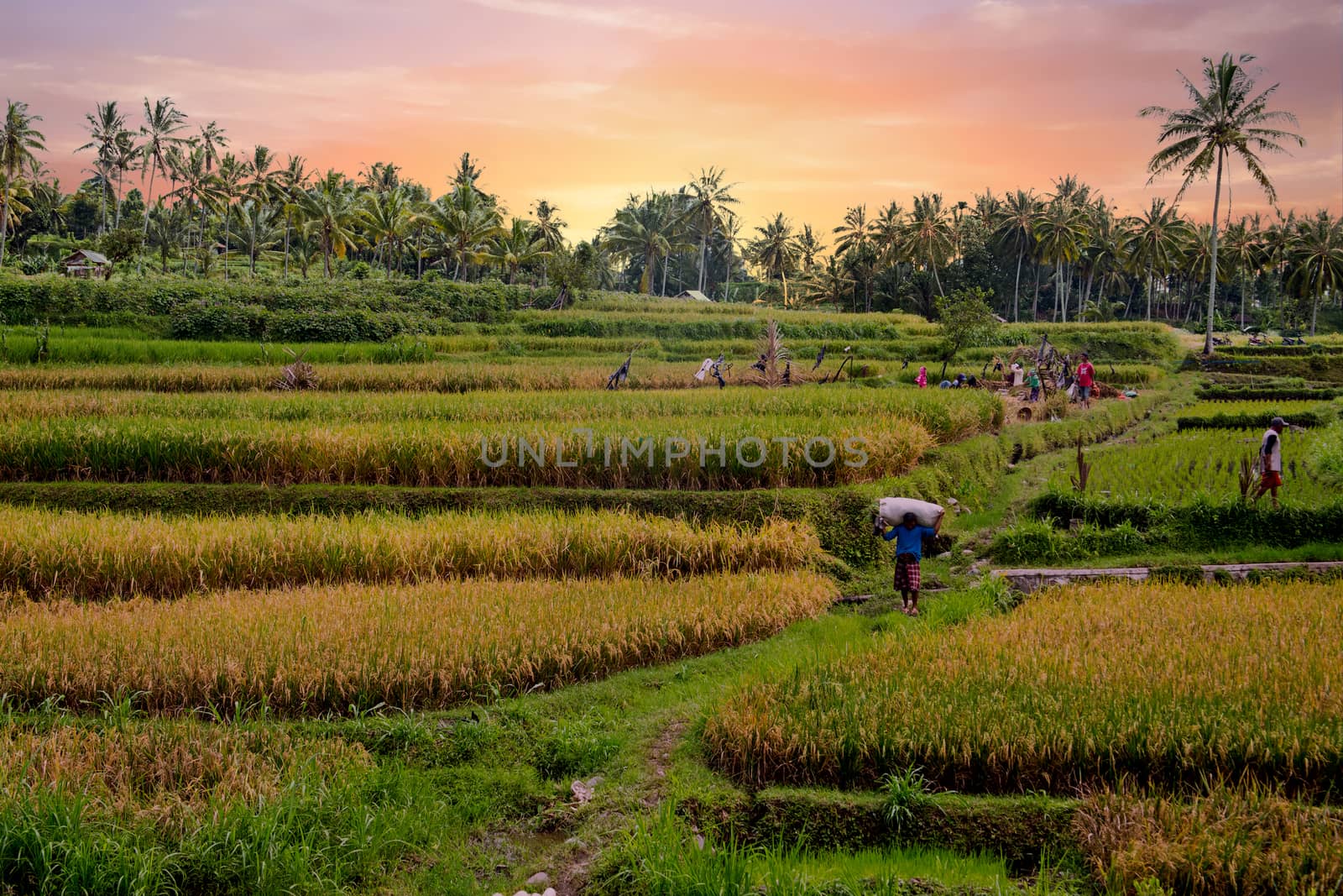 Workers on the land planting rice in the fields of Java Indonesia