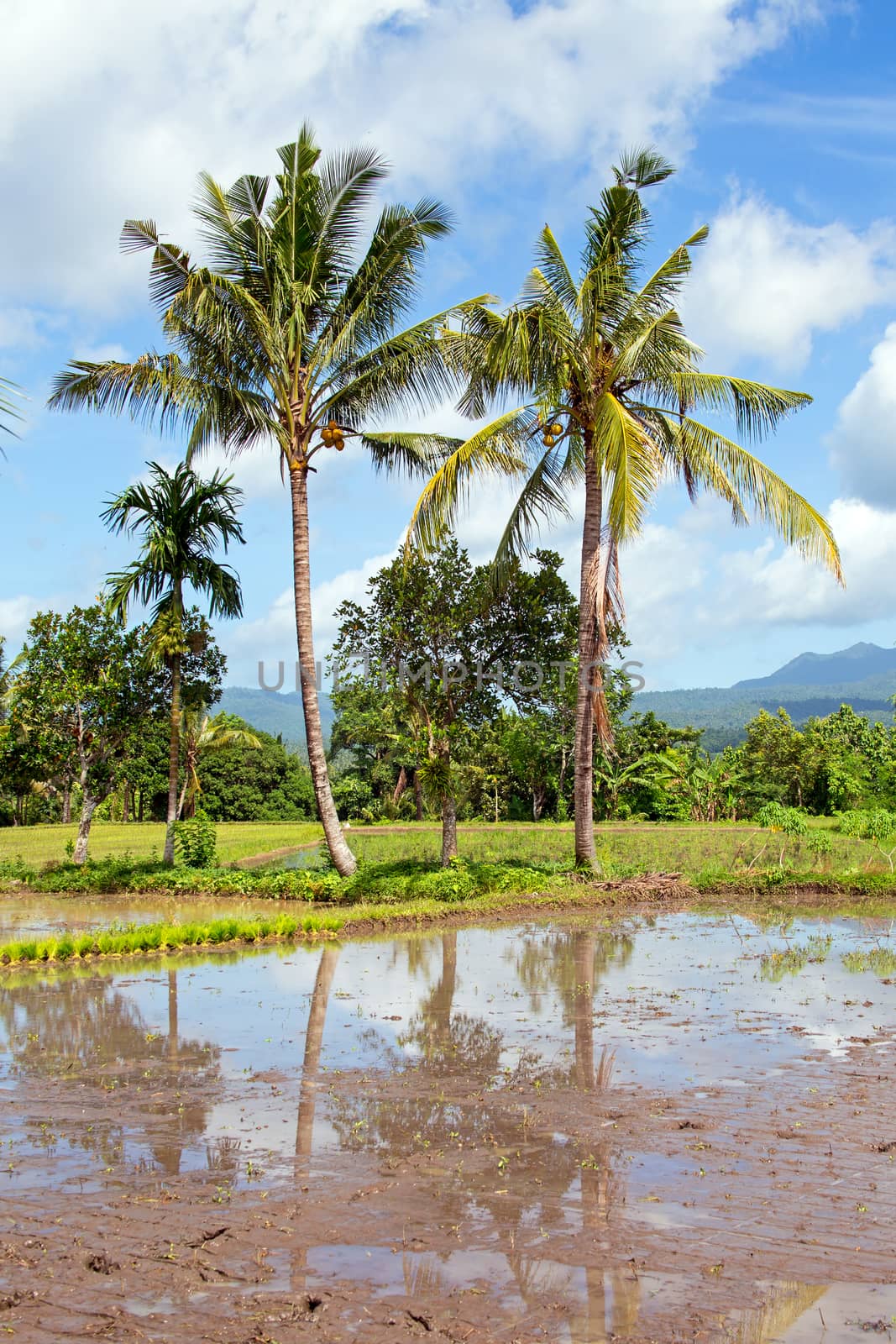 Tropical landscape on Java Indonesia by devy