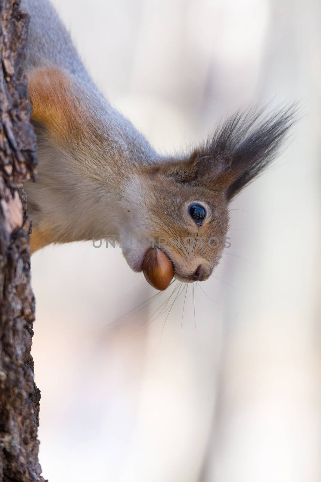 squirrel on a tree by AlexBush