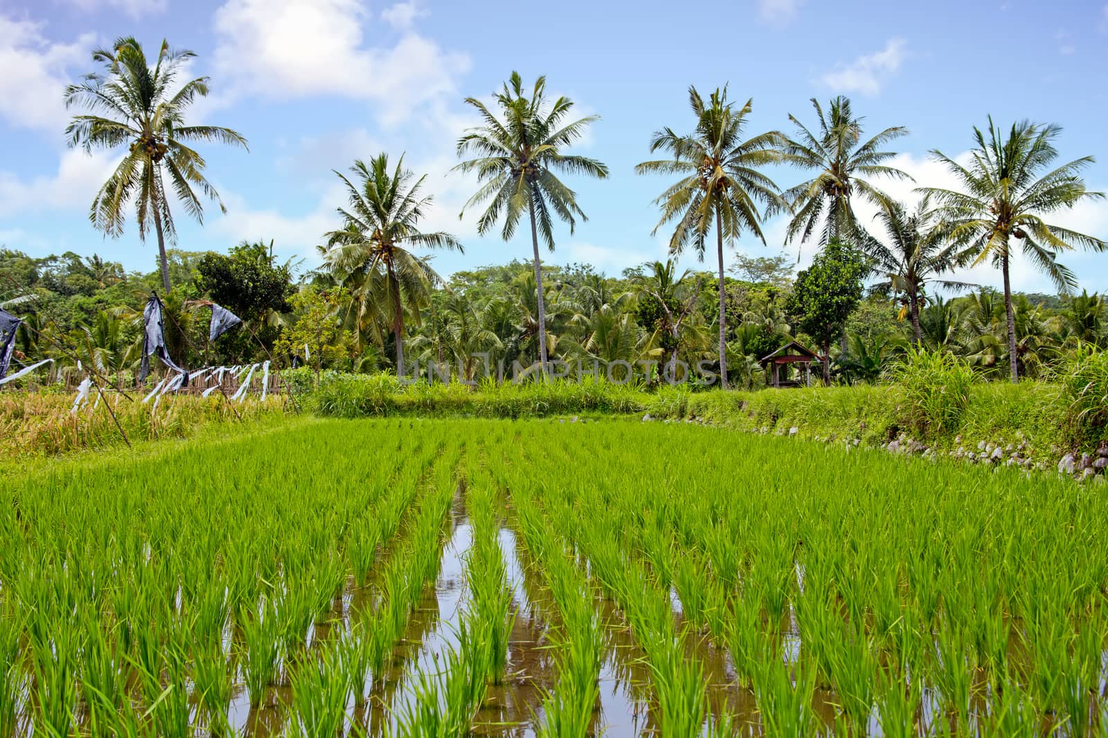 Tropical landscape with rice field on Java Indonesia Asia