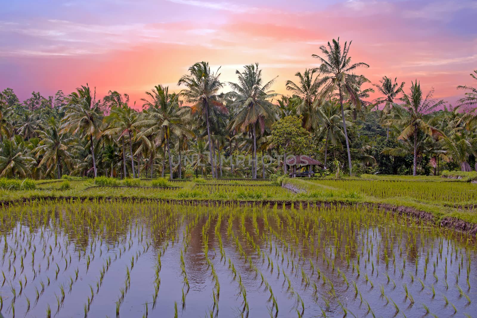 Asian rice field landscape in Java island, Indonesia Asia at sunset