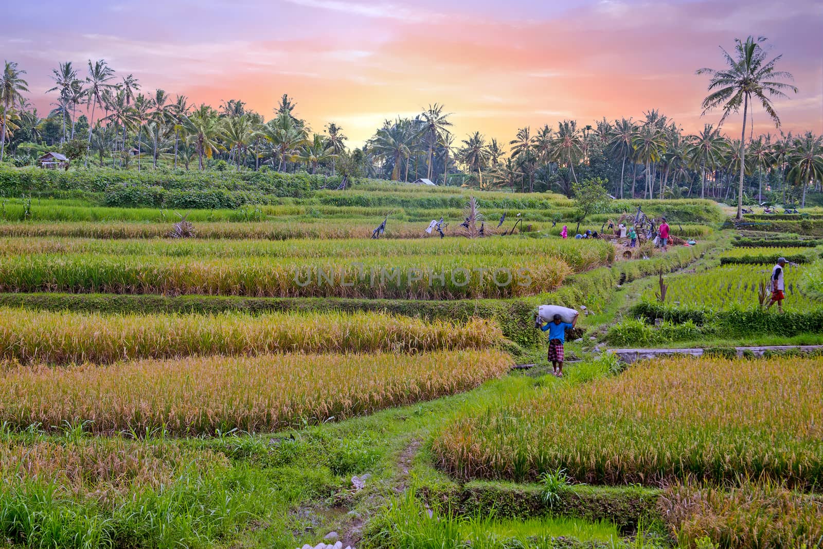 Workers on the land planting rice in the fields of Java Indonesia