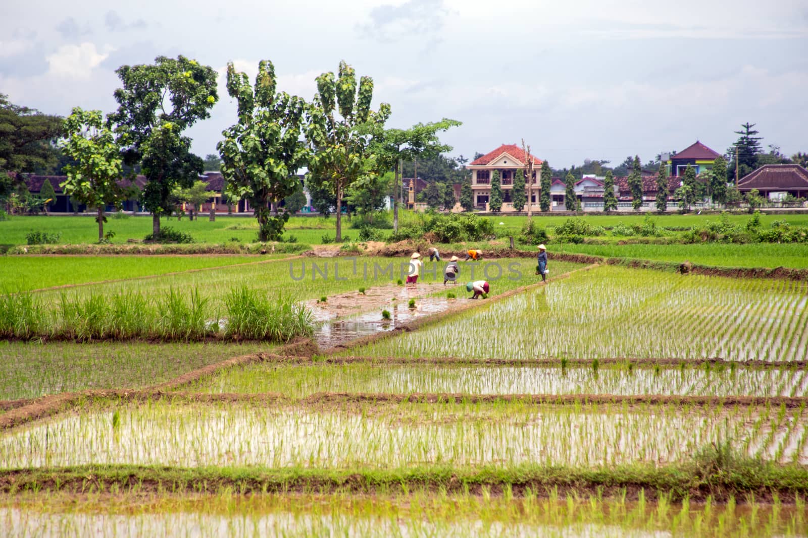 Rice field agricultural landscape in the countryside from Java Indonesia Asia