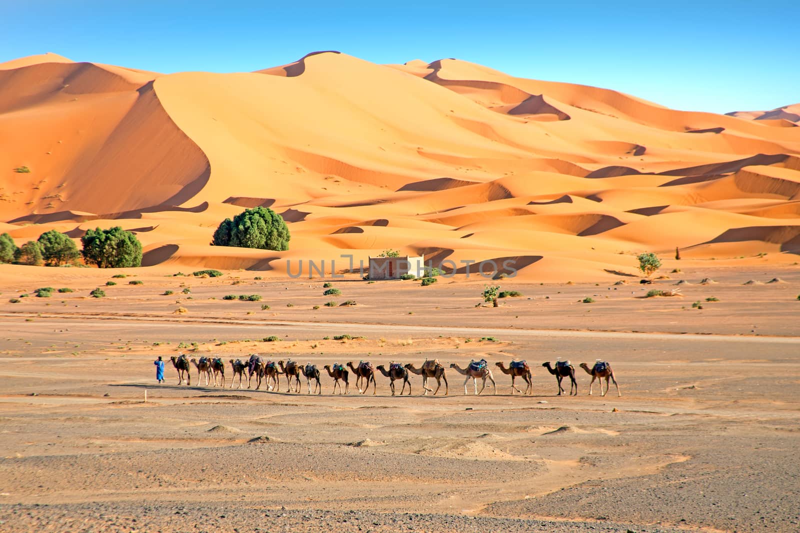 Camels in the Erg Shebbi desert in Morocco by devy