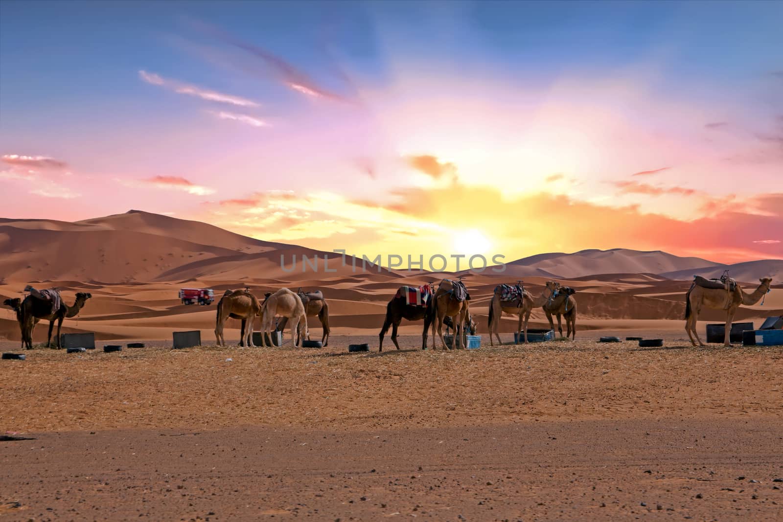 Camels in the Erg Shebbi desert in Morocco