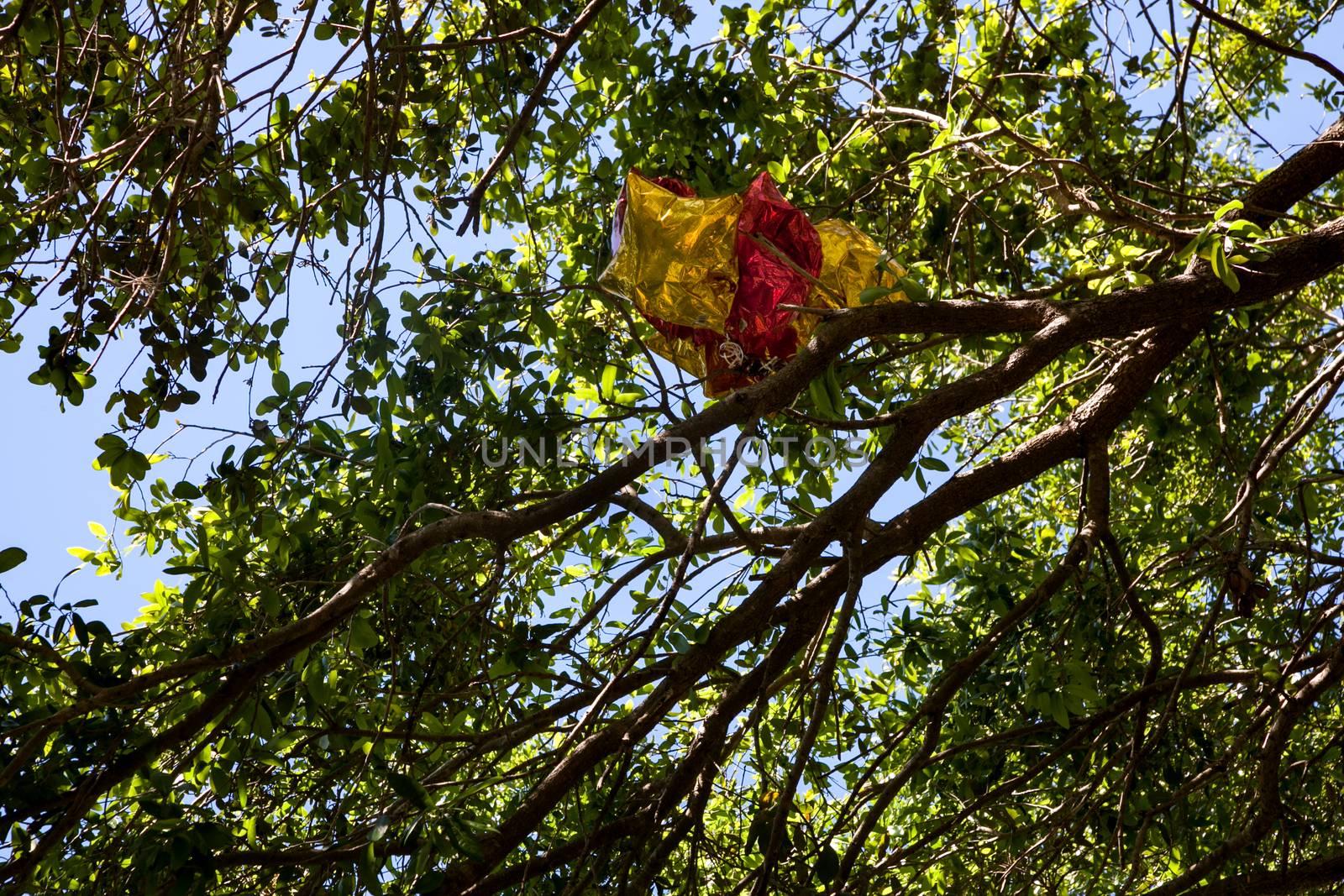 Red and Yellow balloons stuck in a tree