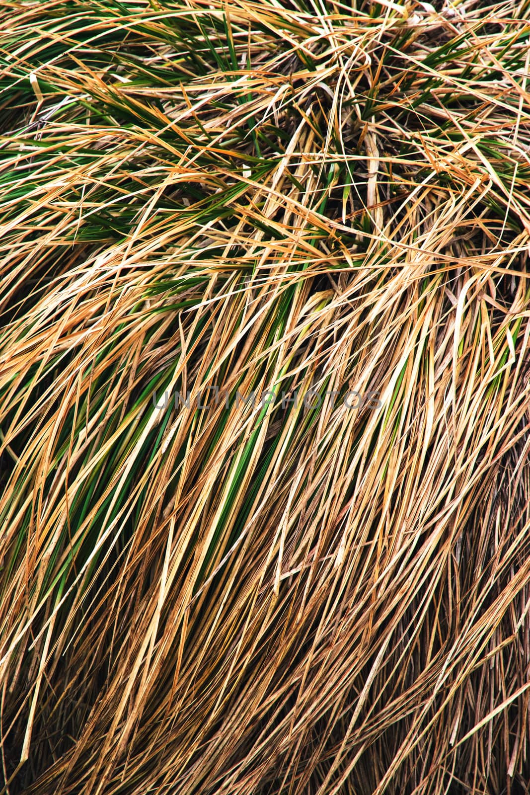 veil of dry grass by Ahojdoma