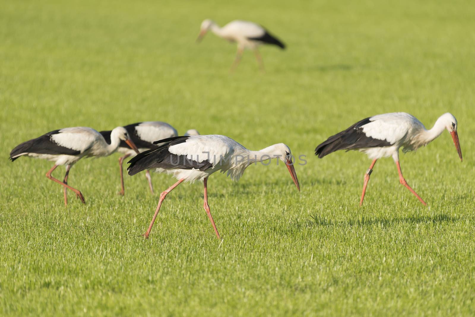 White Storks Ciconia Ciconia in a newly mowed meadow
