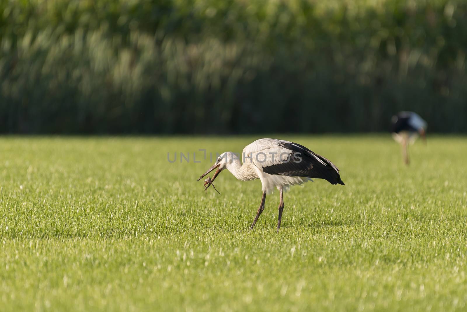 White Storks in a newly mowed meadow
 by Tofotografie