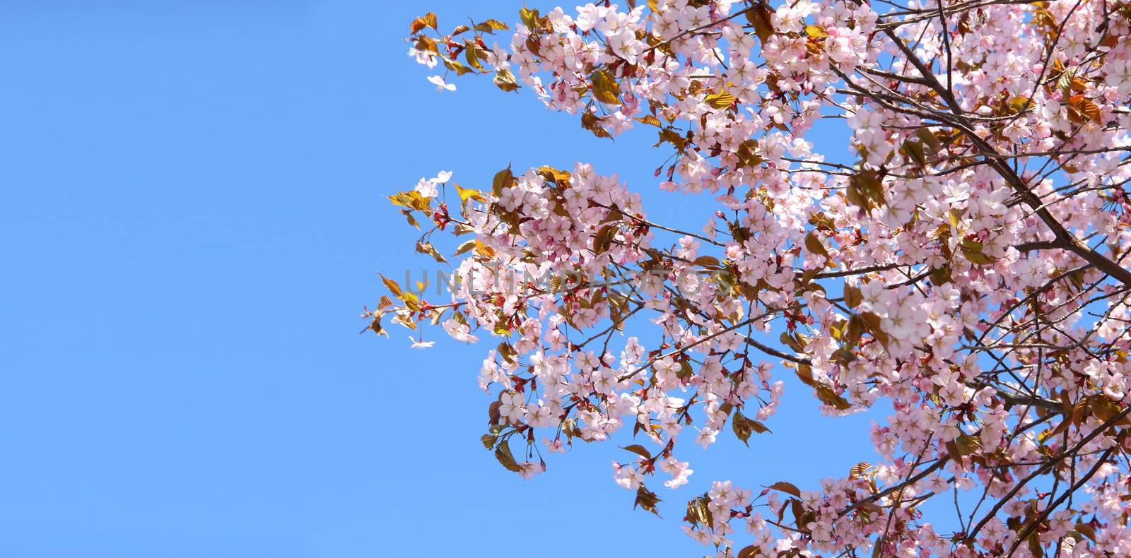 Spring blooming pink cherry on blue sky background