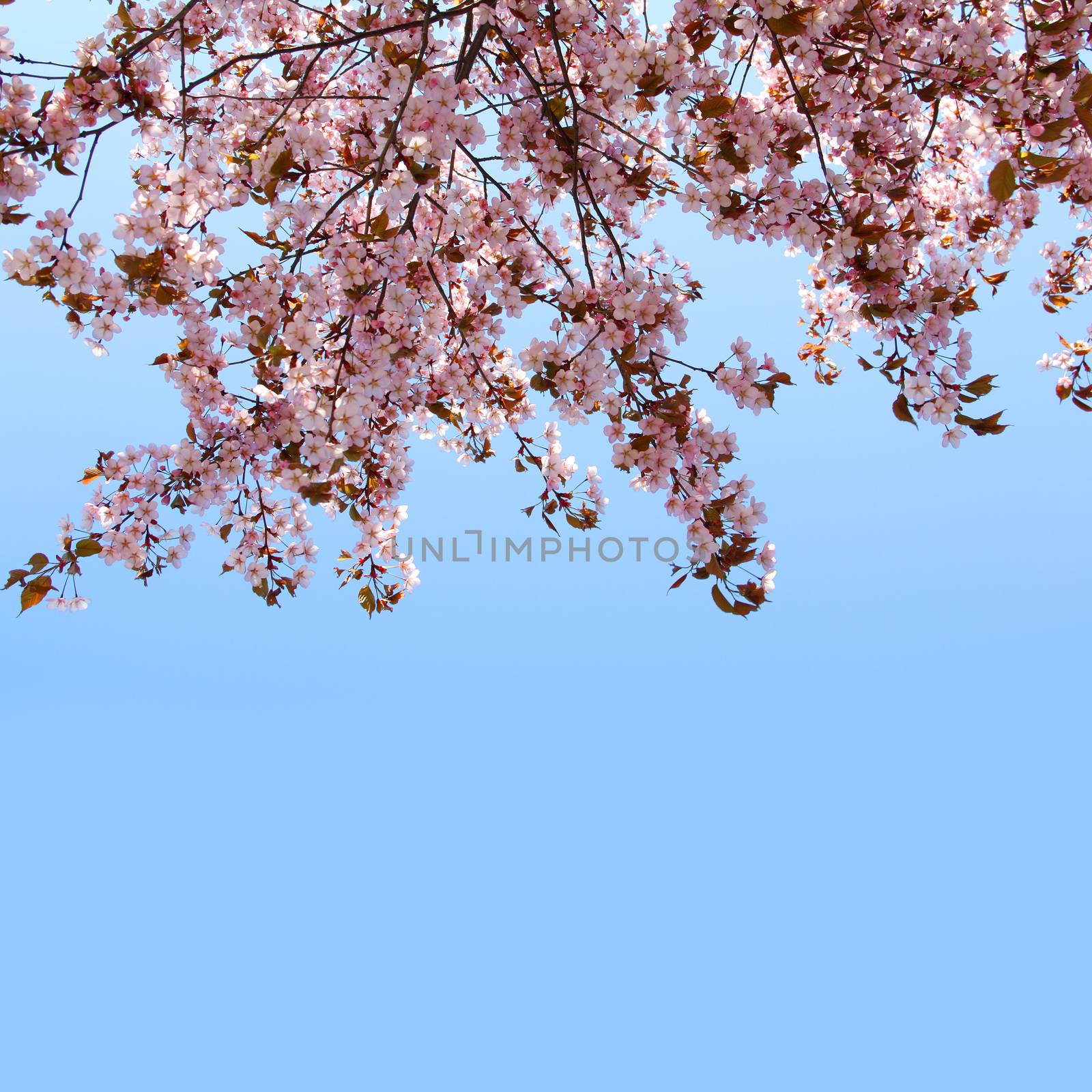 Spring blooming pink cherry by destillat