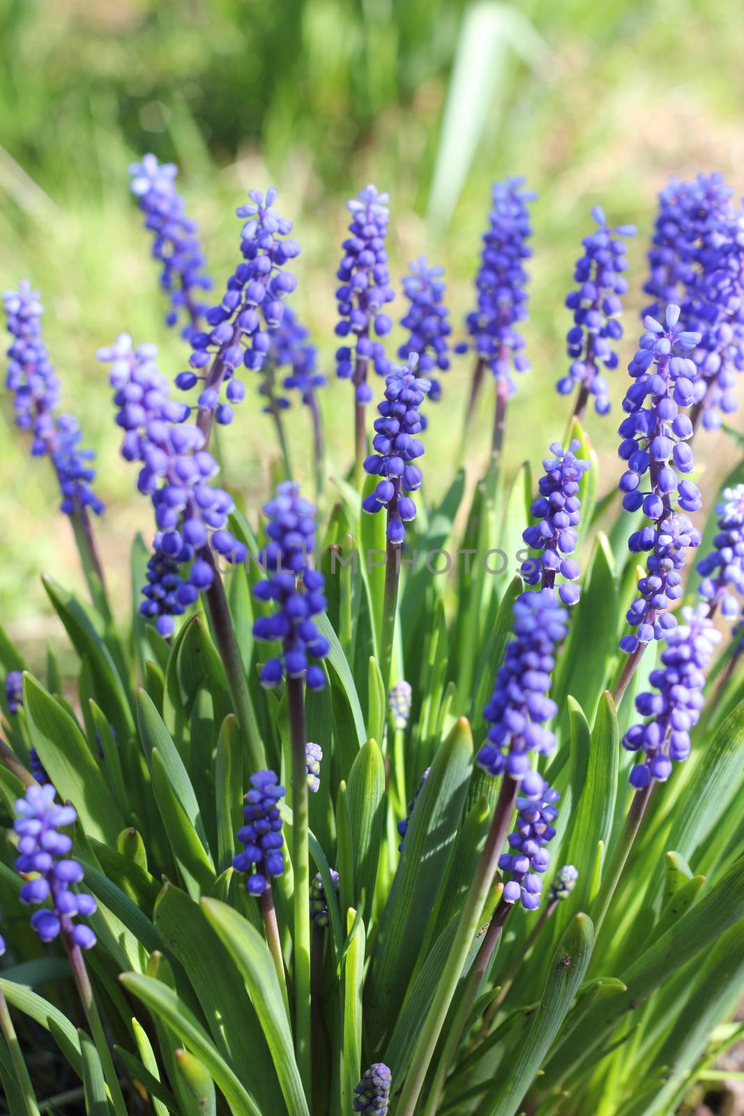 Spring blue Muscari flowers growing outdoors
