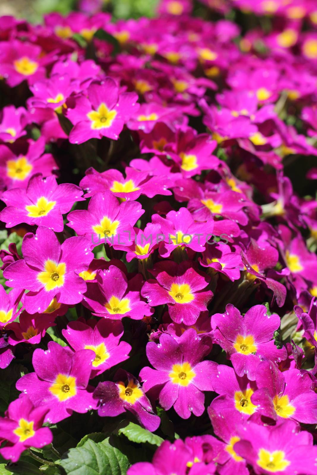 Carpet of small pink flowers blooming outdoors