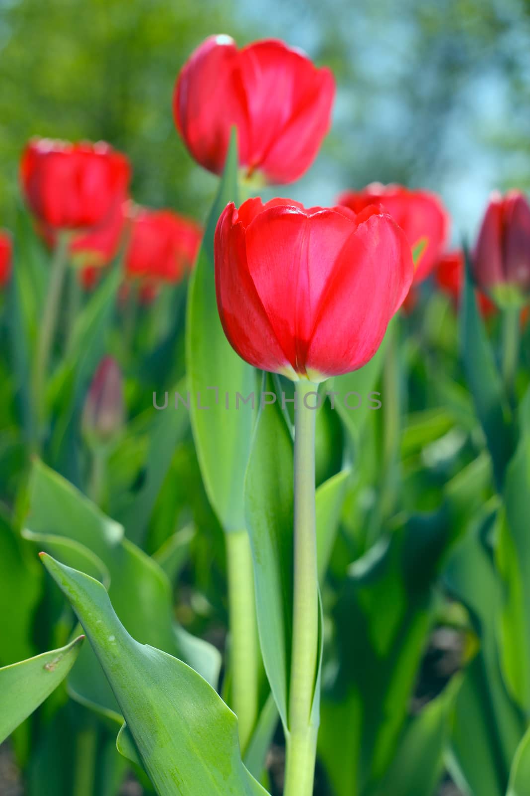 Red tulips in the garden by destillat