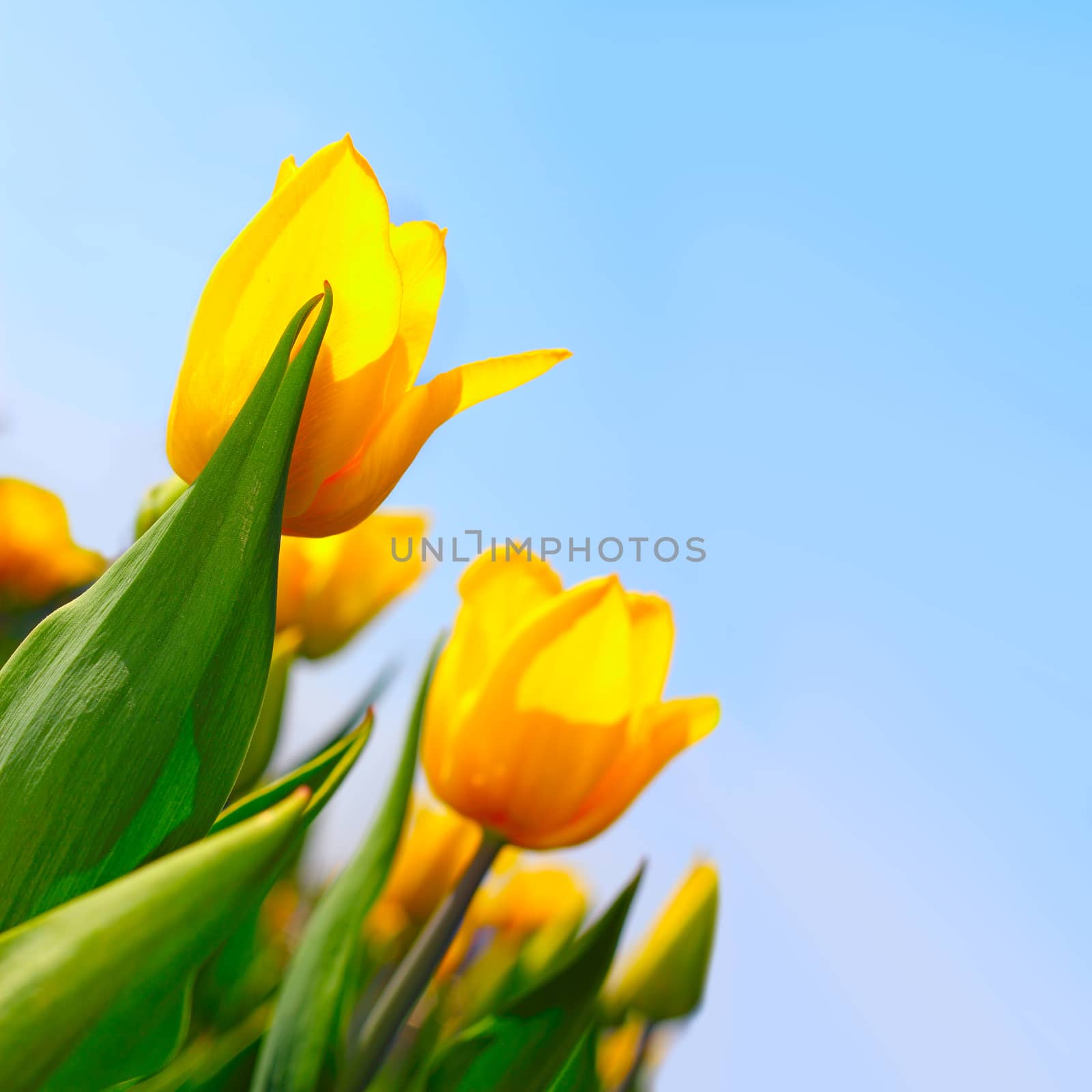 Yellow tulips in the garden over blue sky background