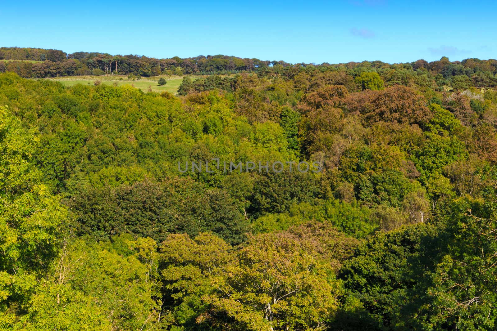 wide angle landscapes view of trees