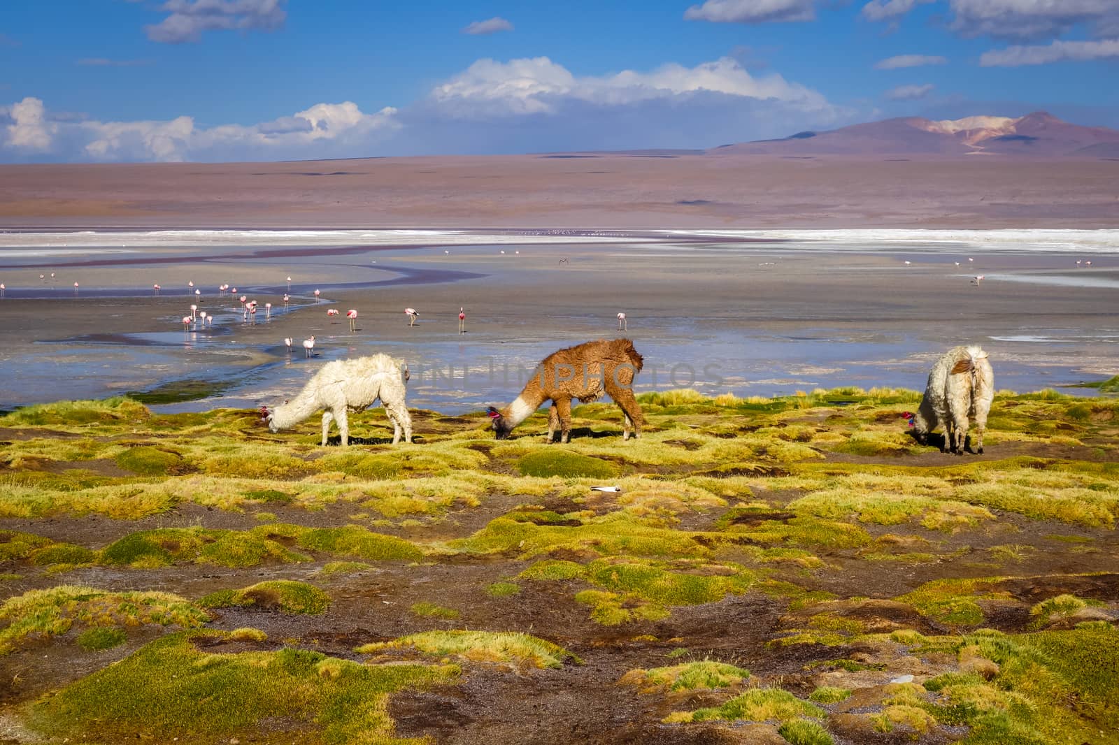 Lamas herd in Laguna colorada, sud Lipez Altiplano reserva Eduardo Avaroa, Bolivia