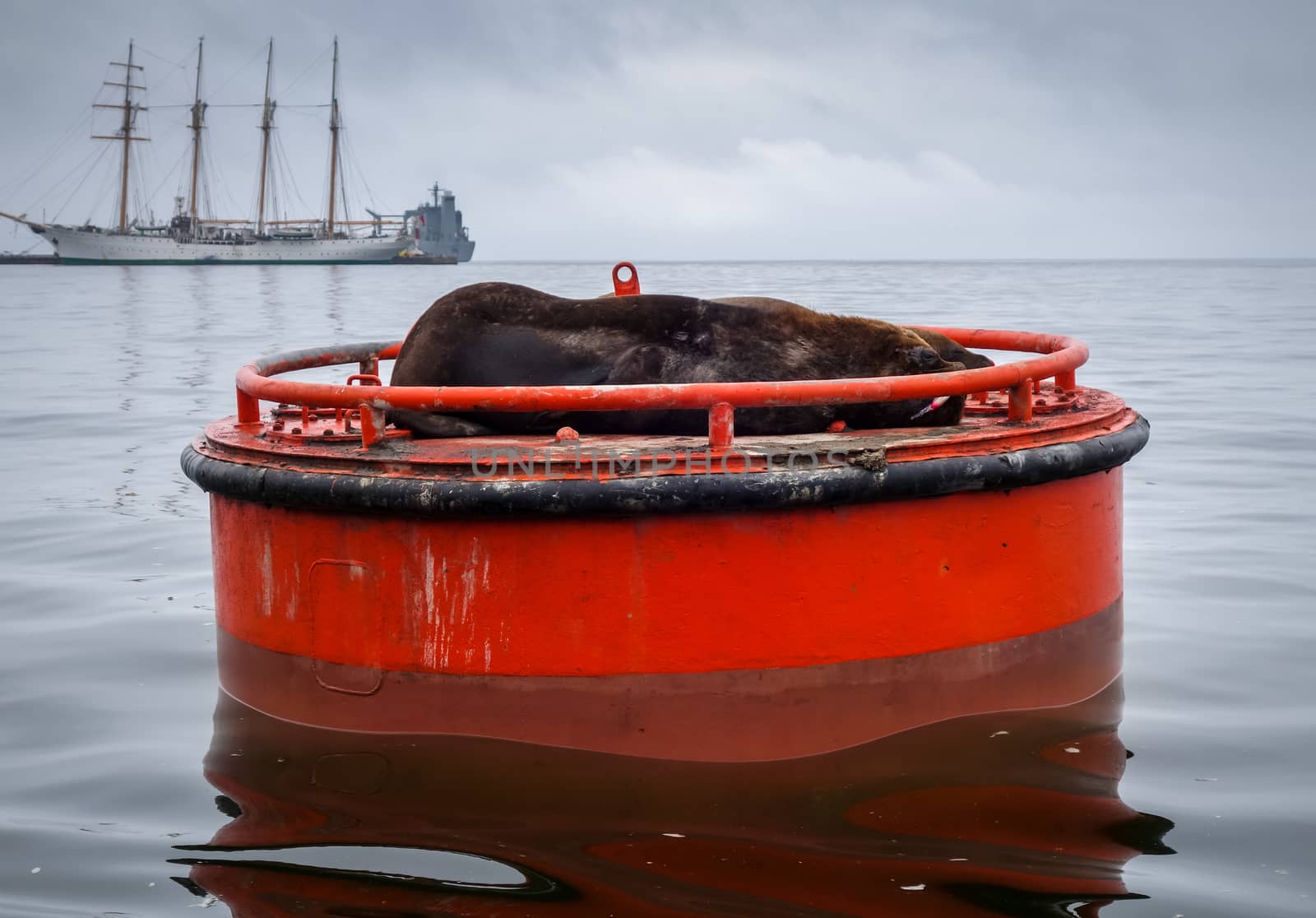 Sea lion in Valparaiso harbor by daboost