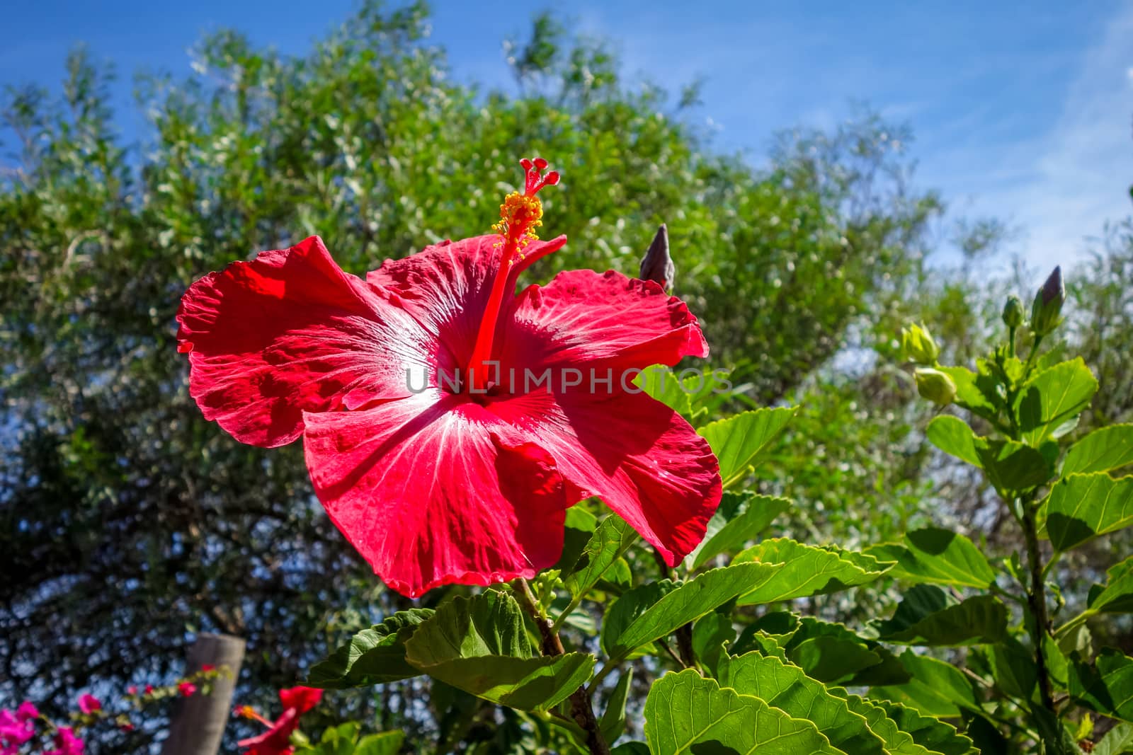 Red hibiscus flower close up - polynesian symbol