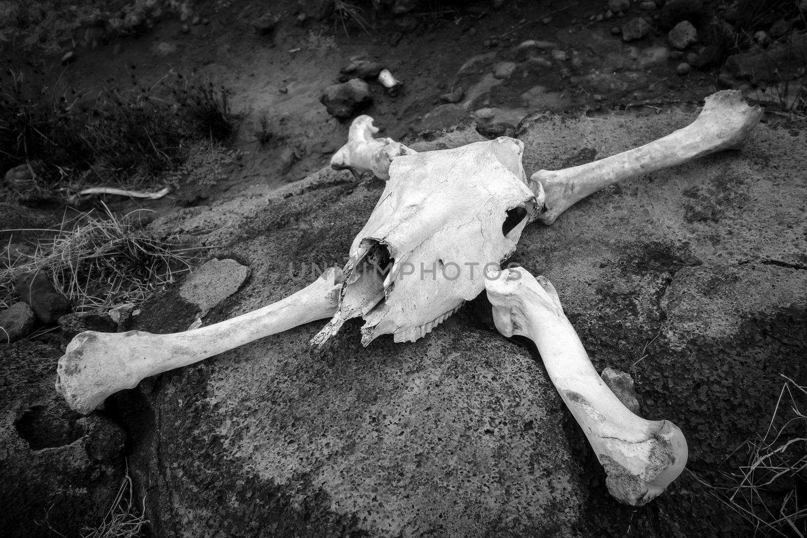 Horse skull and bones on easter island