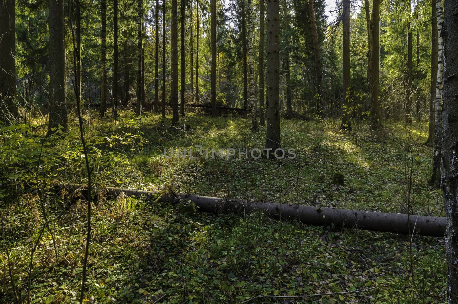 Golden autumn in the month of October in a beautiful forest