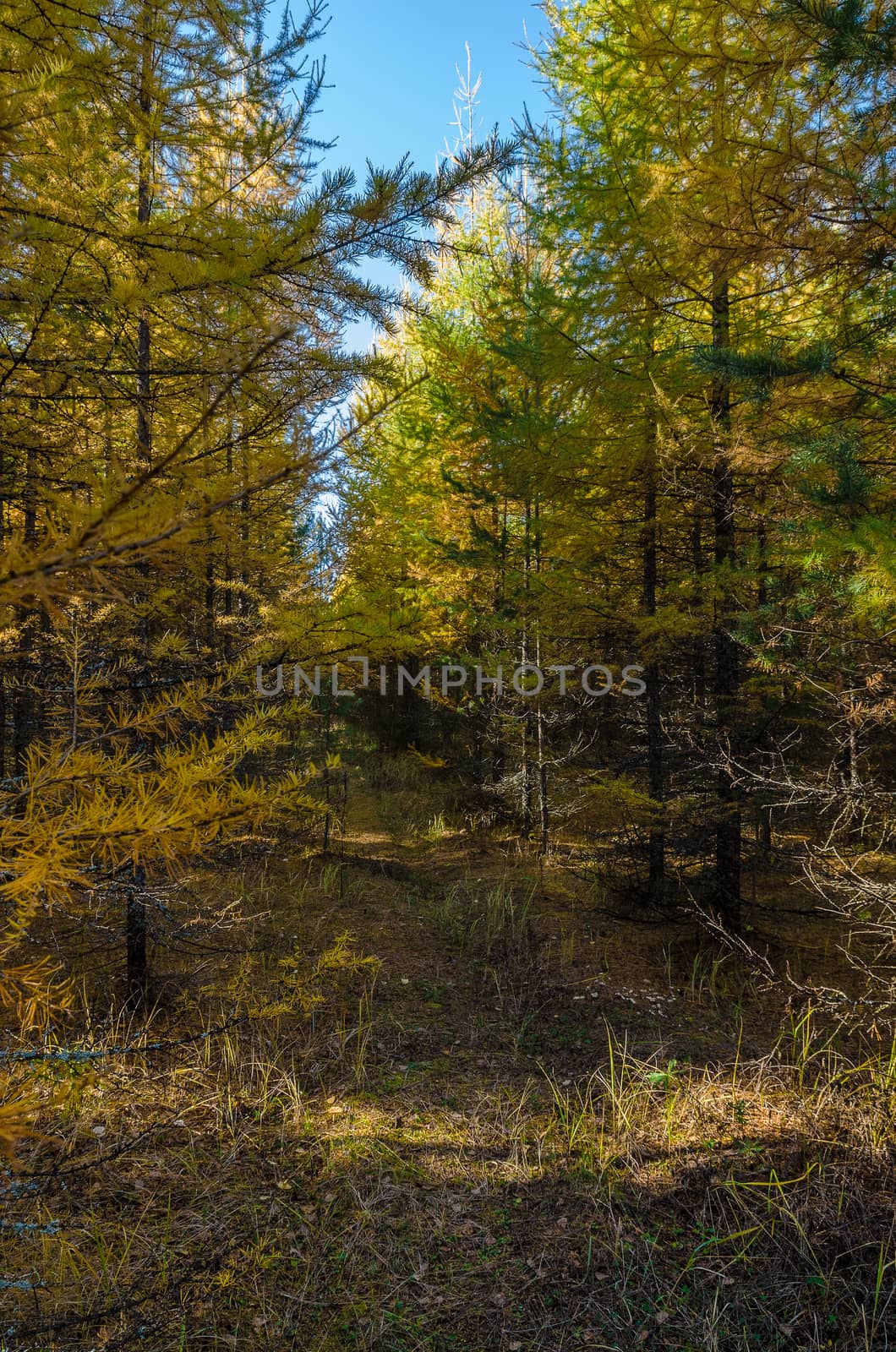 Golden autumn in the month of October in a beautiful forest