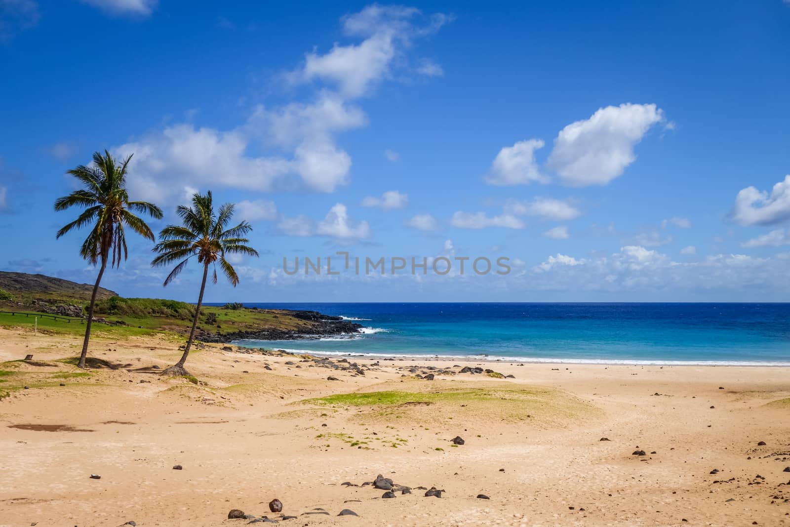 Palm trees on Anakena beach, easter island, Chile