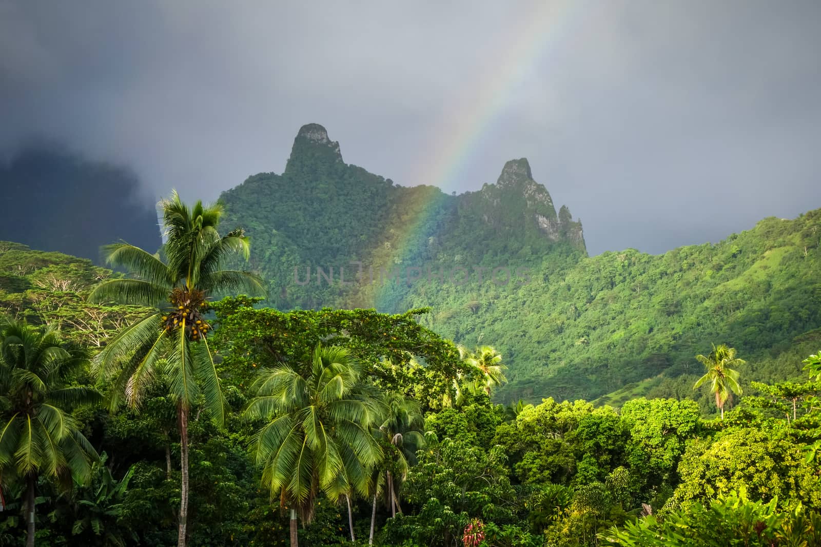 Rainbow on Moorea island jungle and mountains landscape by daboost