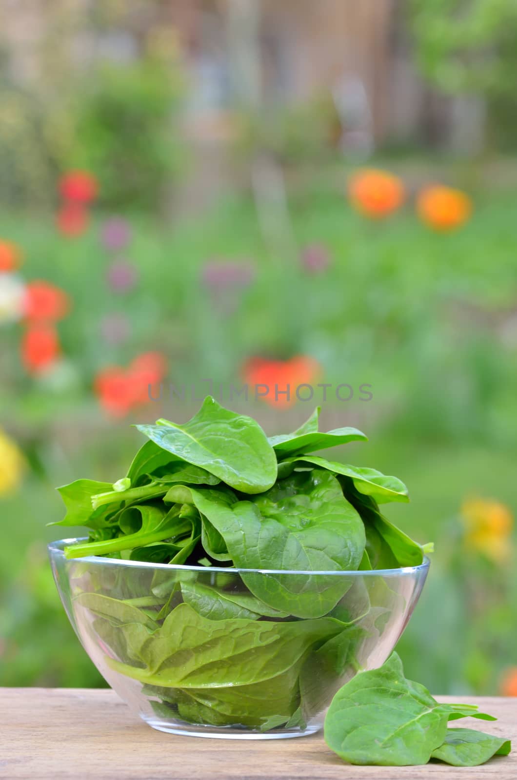 fresh green spinach  by mady70