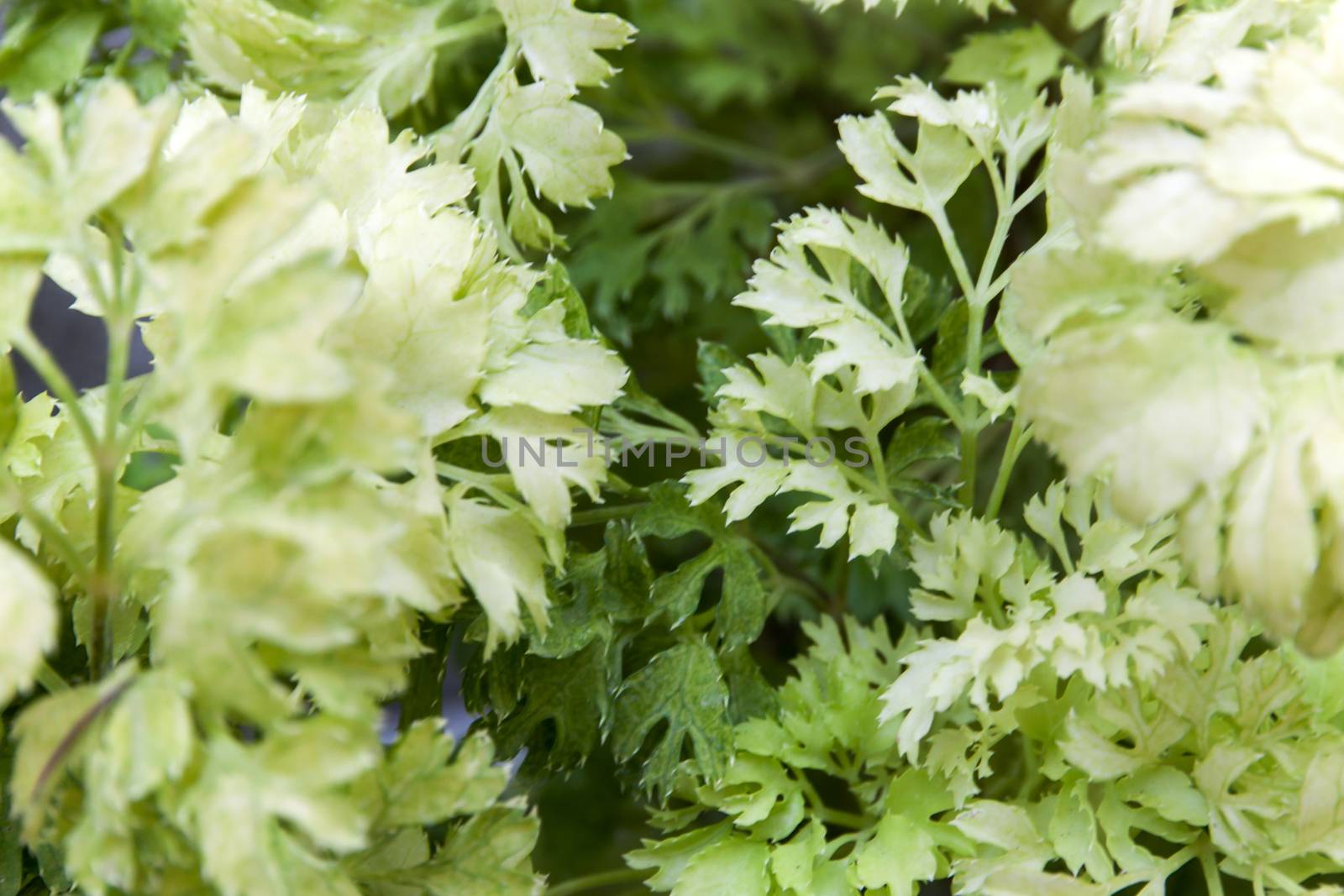 Ecological Concept Horizontal of Green Leaves of Polyscias Plants Background.