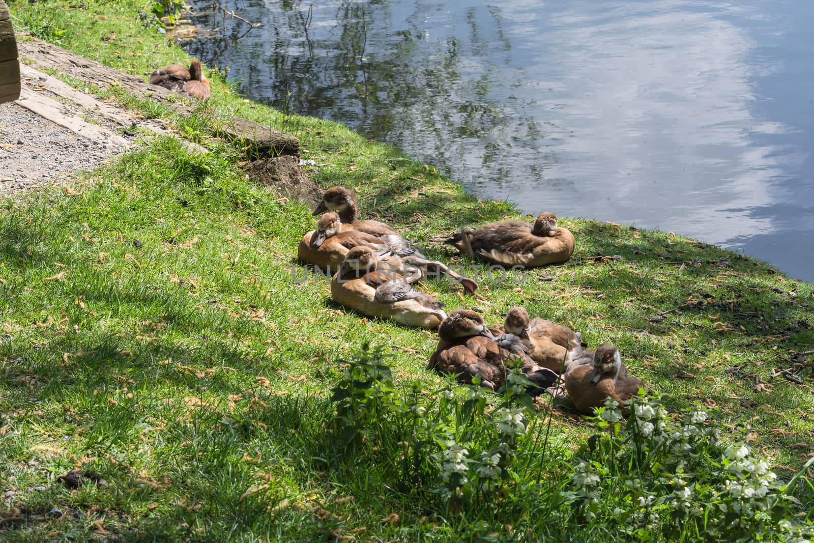 Duck family on the banks by JFsPic