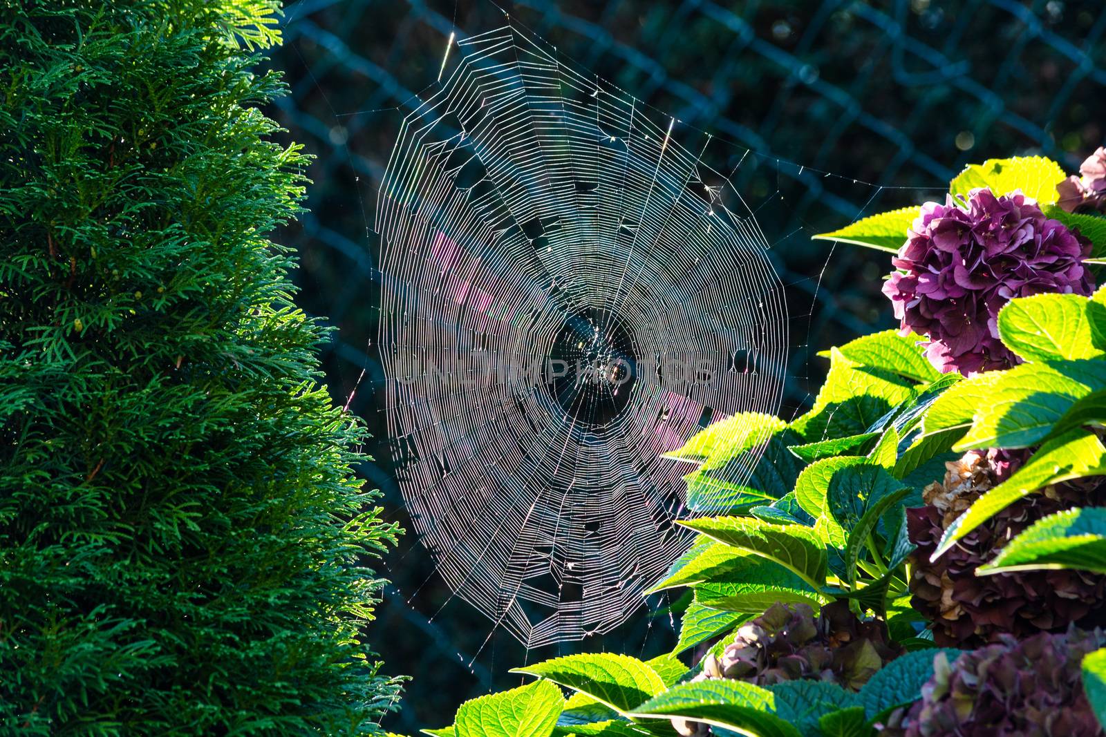 The spider's web or cobweb close up with colorful background.