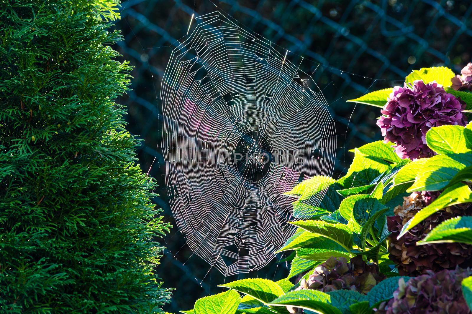 Spider Web with morning dew backlit    by JFsPic