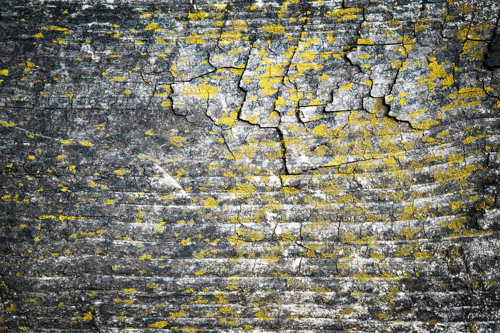 abstract background or texture old wood covered with moss