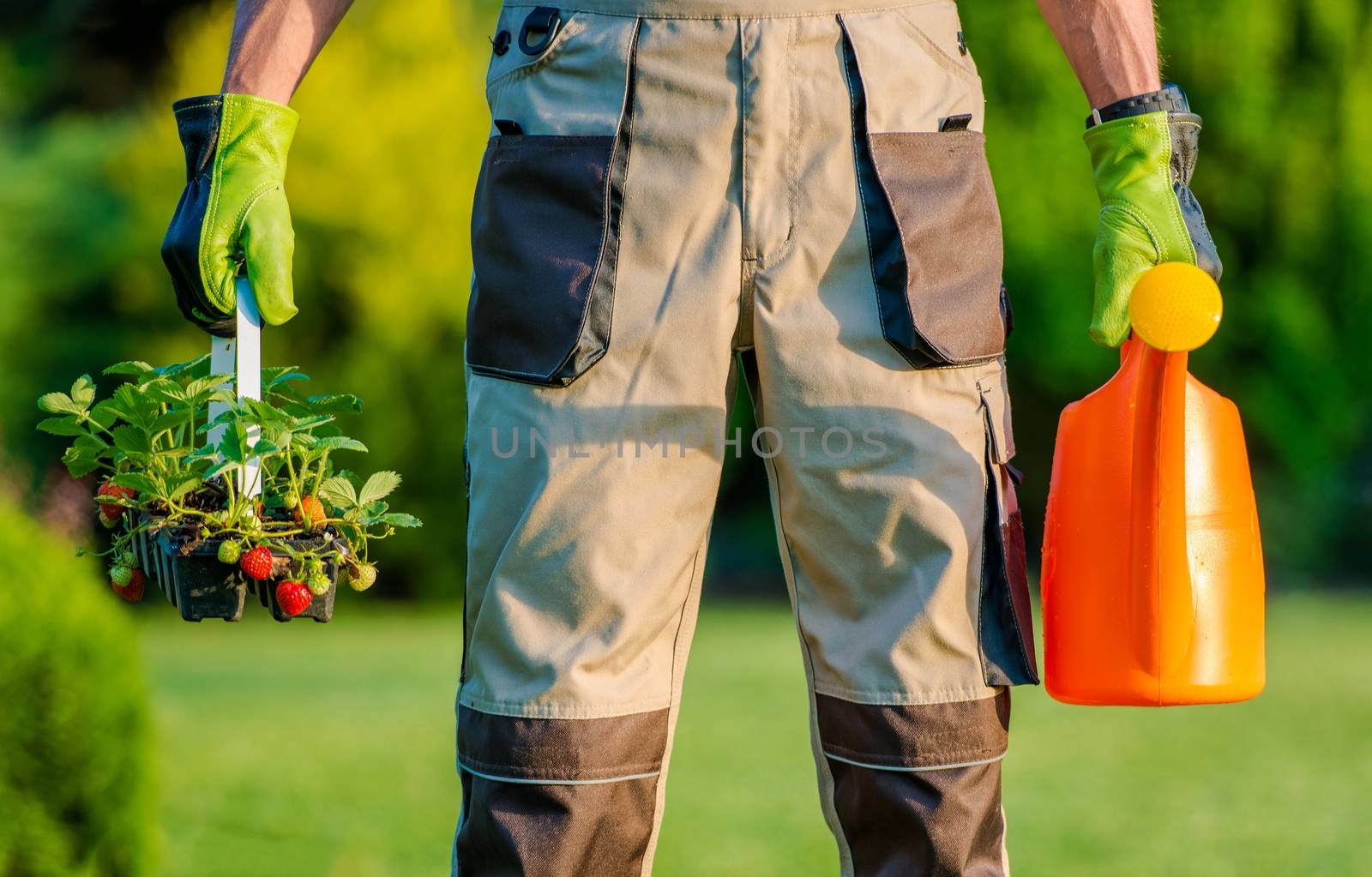 Gardener Planting Strawberries. Men with Watering Can and Strawberries For Planting Walking the Garden.