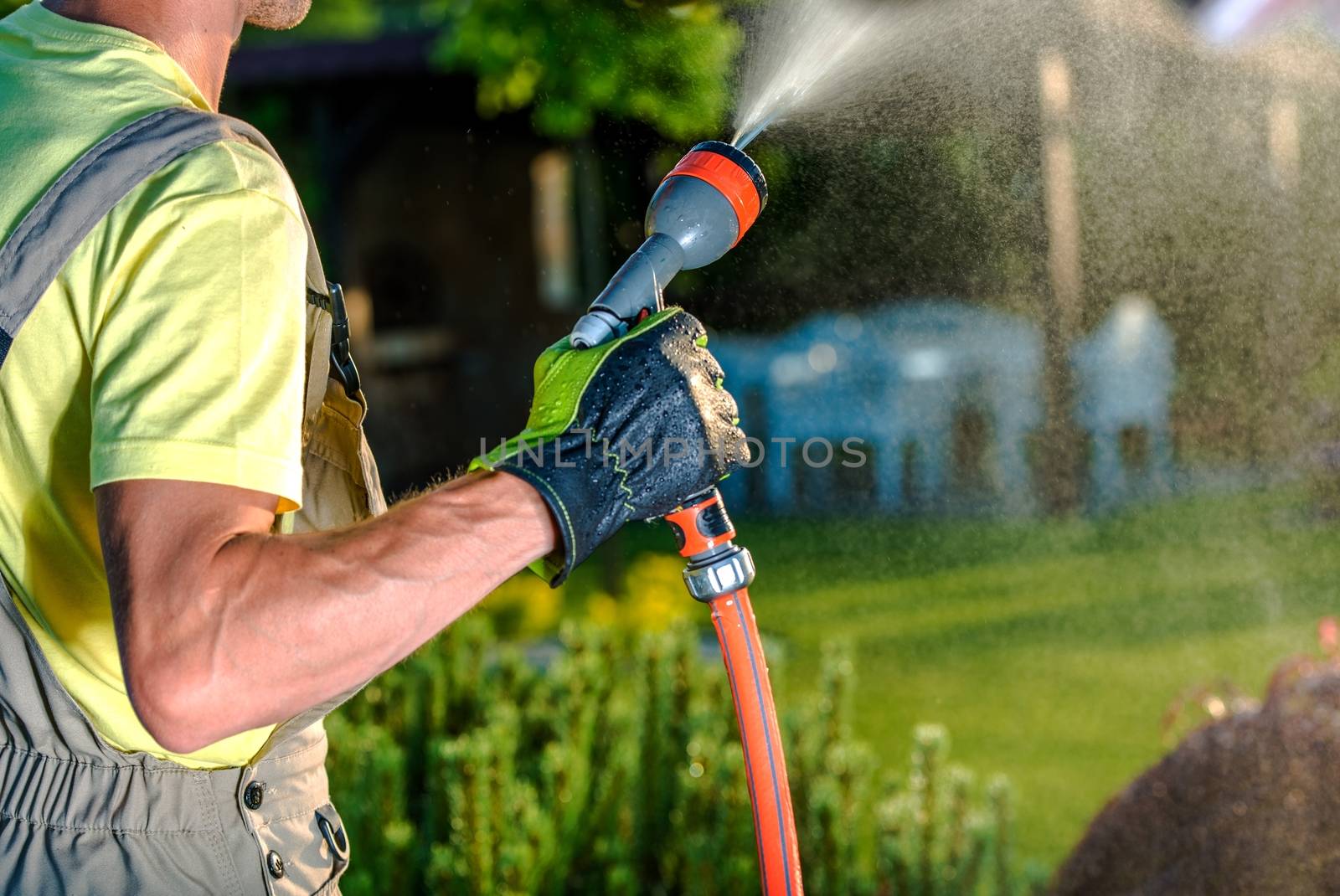 Summer Garden Watering. Caucasian Male Gardener Watering His Beautiful Garden.
