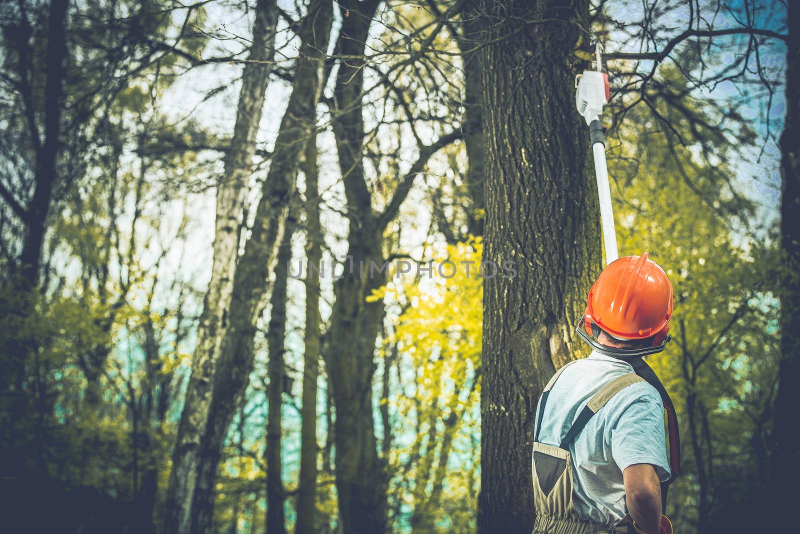 Unhealthy Tree Branches Cut by welcomia