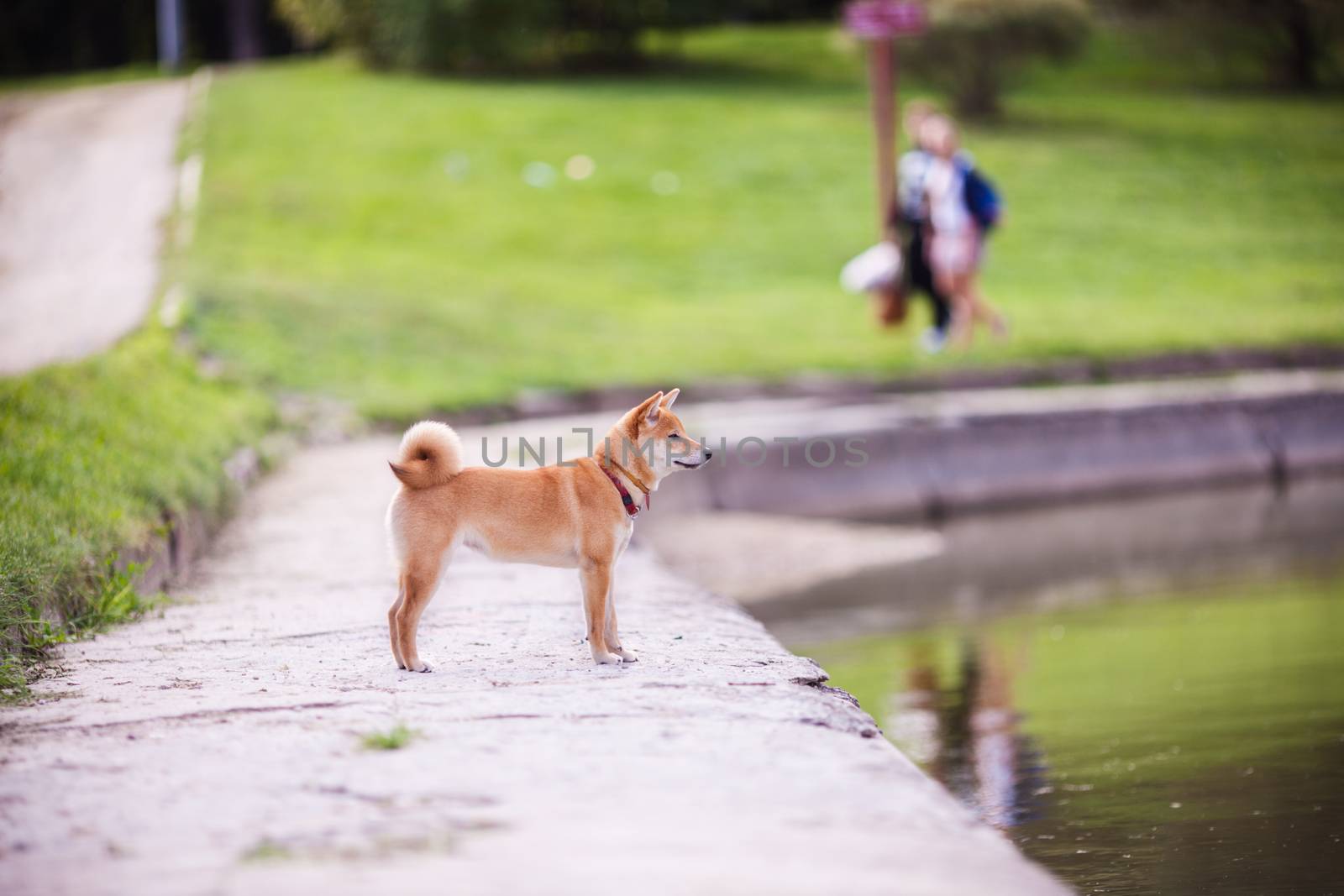 A young shiba inu in green garden