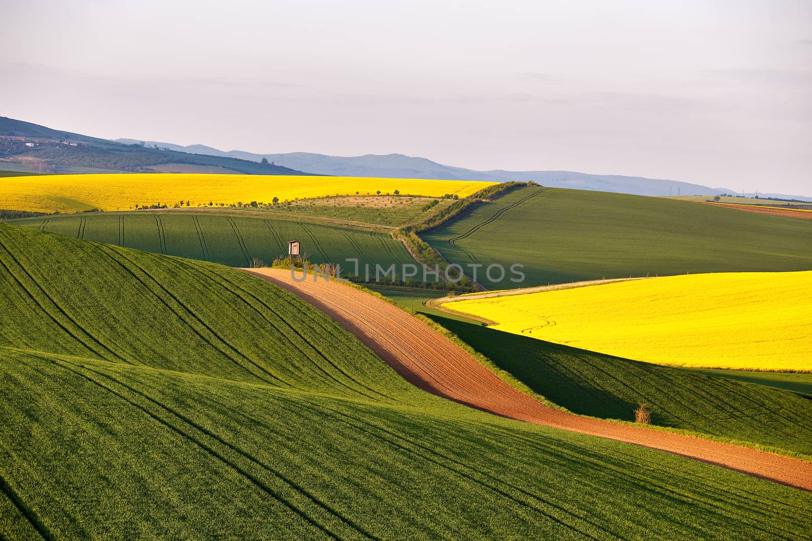 Sunny Spring farmland on hills of South Moravia. Czech green and yellow spring fields. Rural agriculture scene