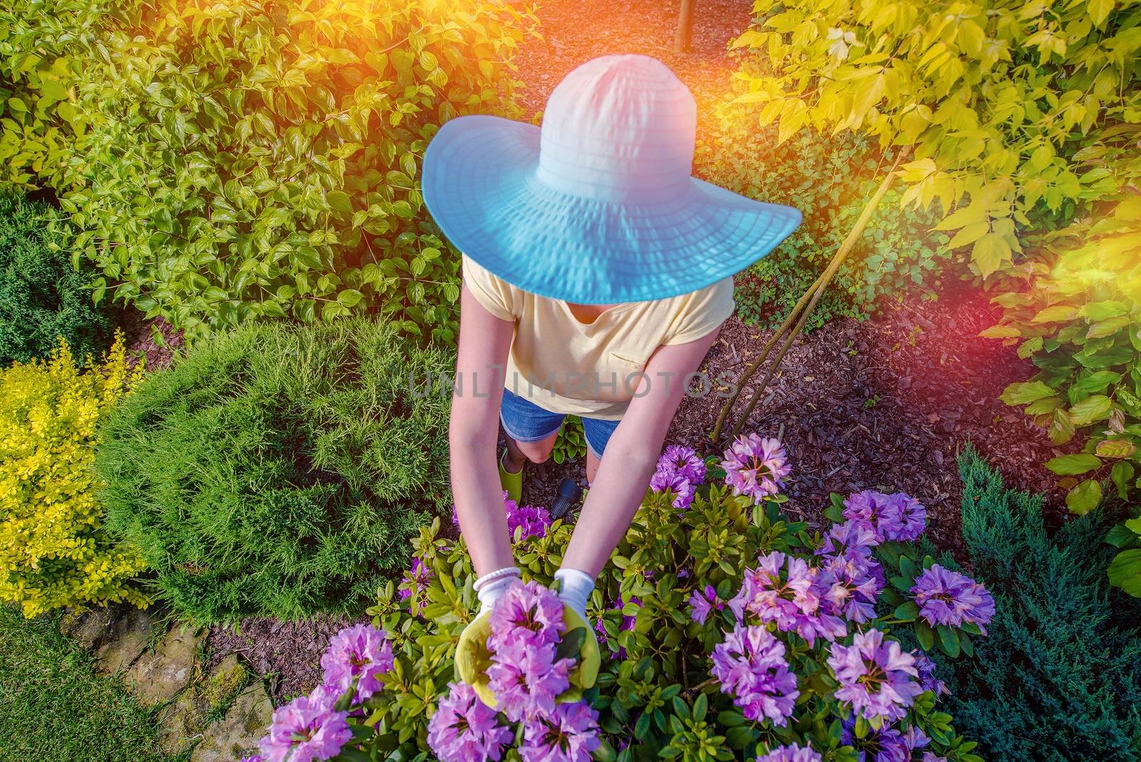 Garden Works. Caucasian Woman in Large Blue Summer Hat Working in the Garden. Top View.