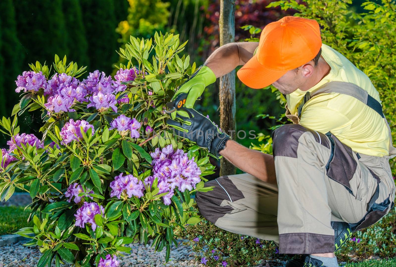 Professional Caucasian Gardener Taking Care of Flowers in the Garden. Professional Landscaping Garden Works.
