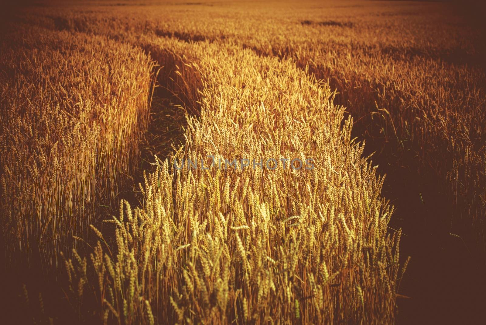 Rye Field with Tractor Tracks. Agriculture Theme. Rye Closeup.