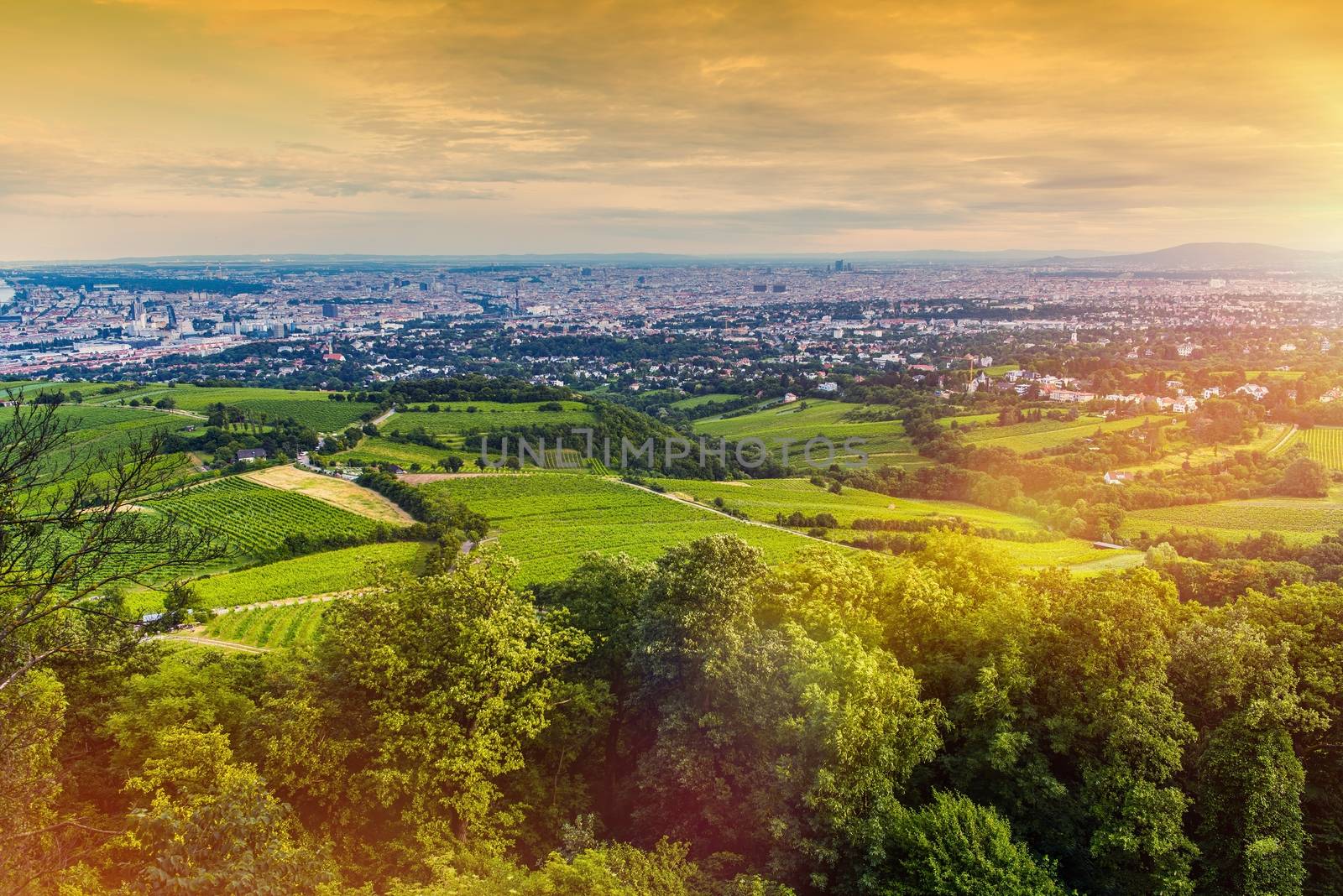 Vienna Vineyards and the Vienna Cityscape Panorama. Beautiful Summer Sunset in Vienna, Austria, Europe. 