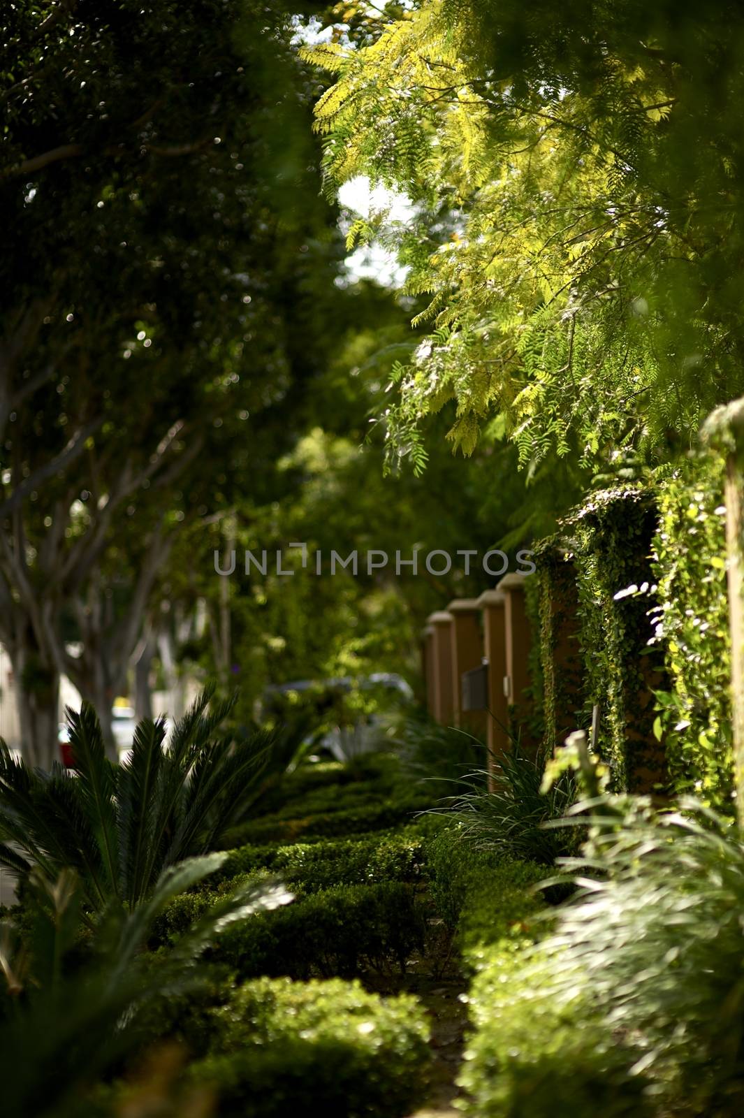 California Front Yards. Always Green California Style Front Yards. Beverly Hills, California, USA