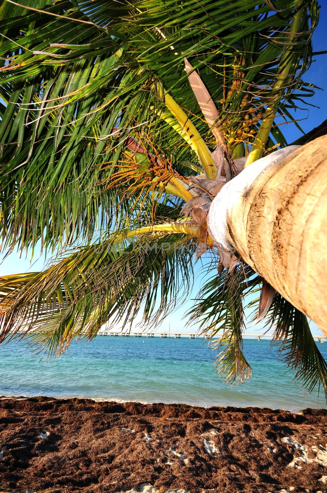 Palm Tree - Bahia Honda State Park, Florida Keys, Florida USA