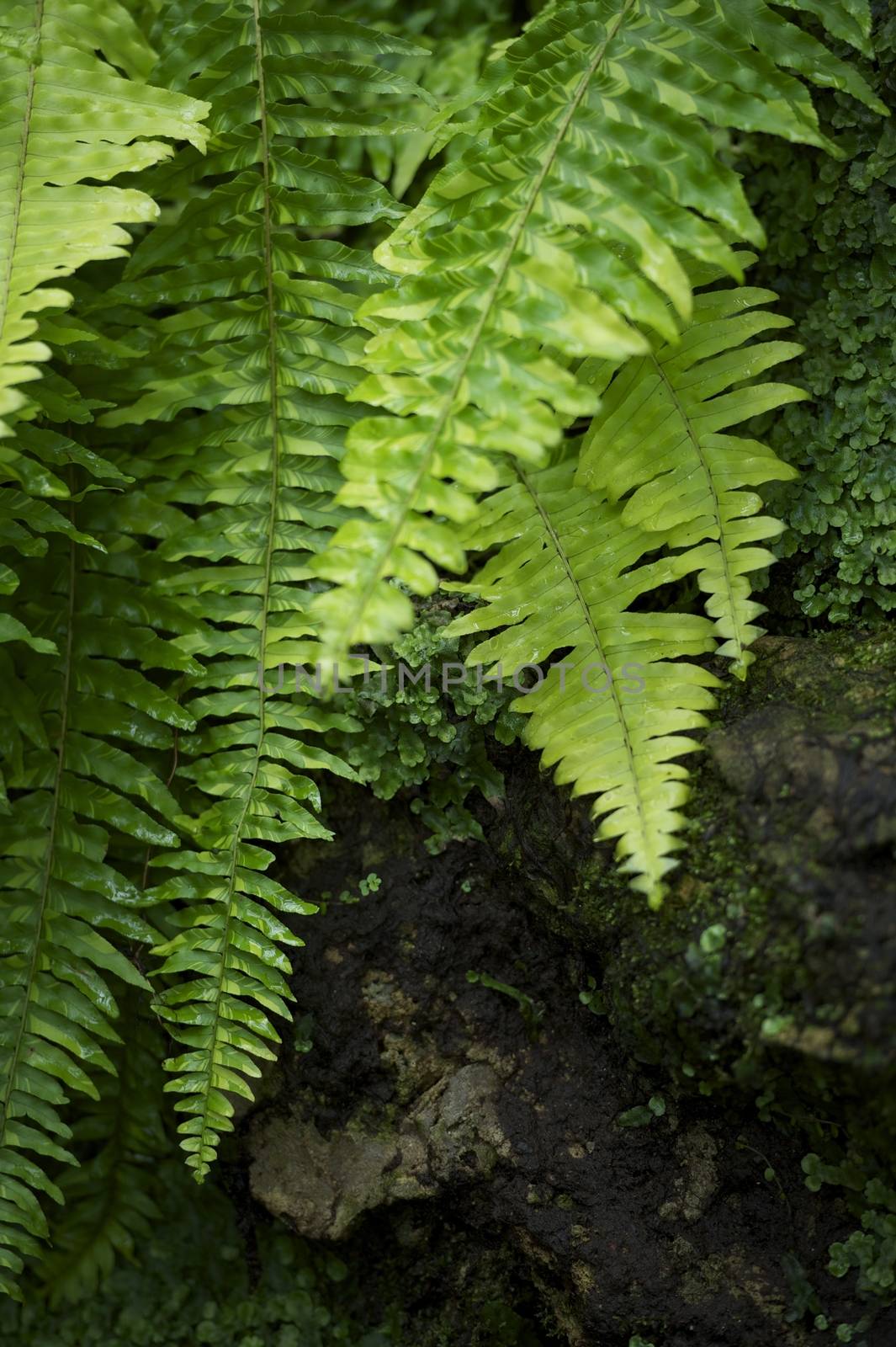 Ferns by welcomia