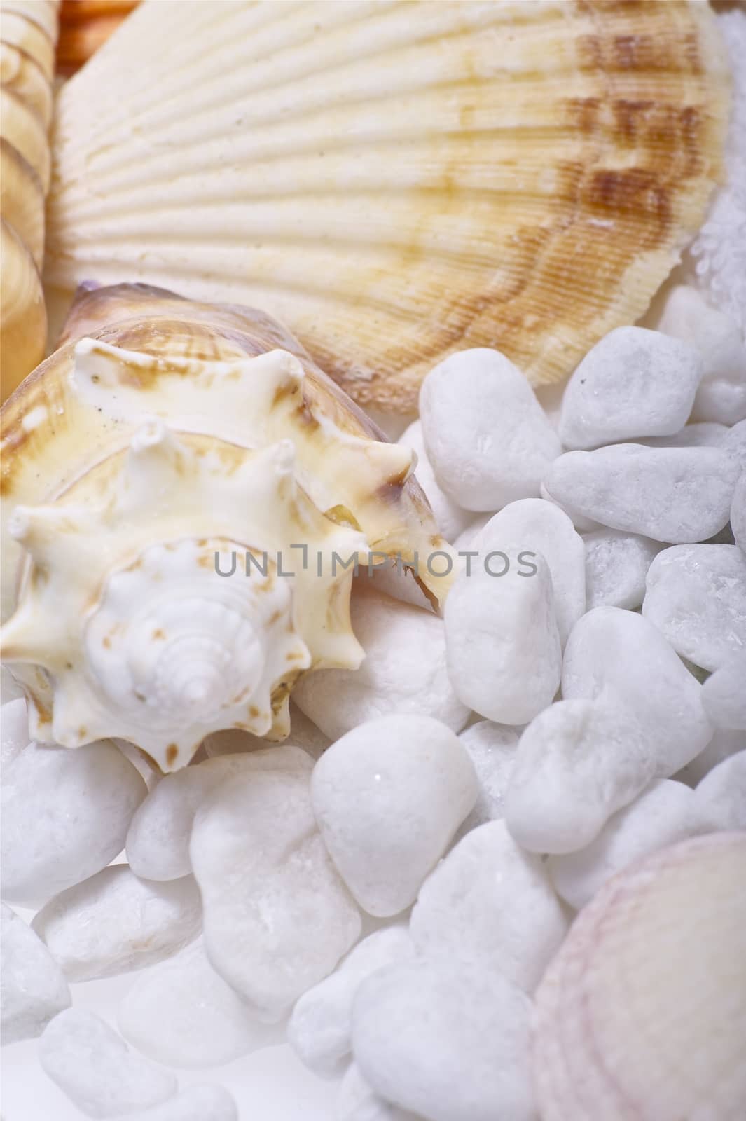 Ocean Shells and White Rocks. Decorative Theme.