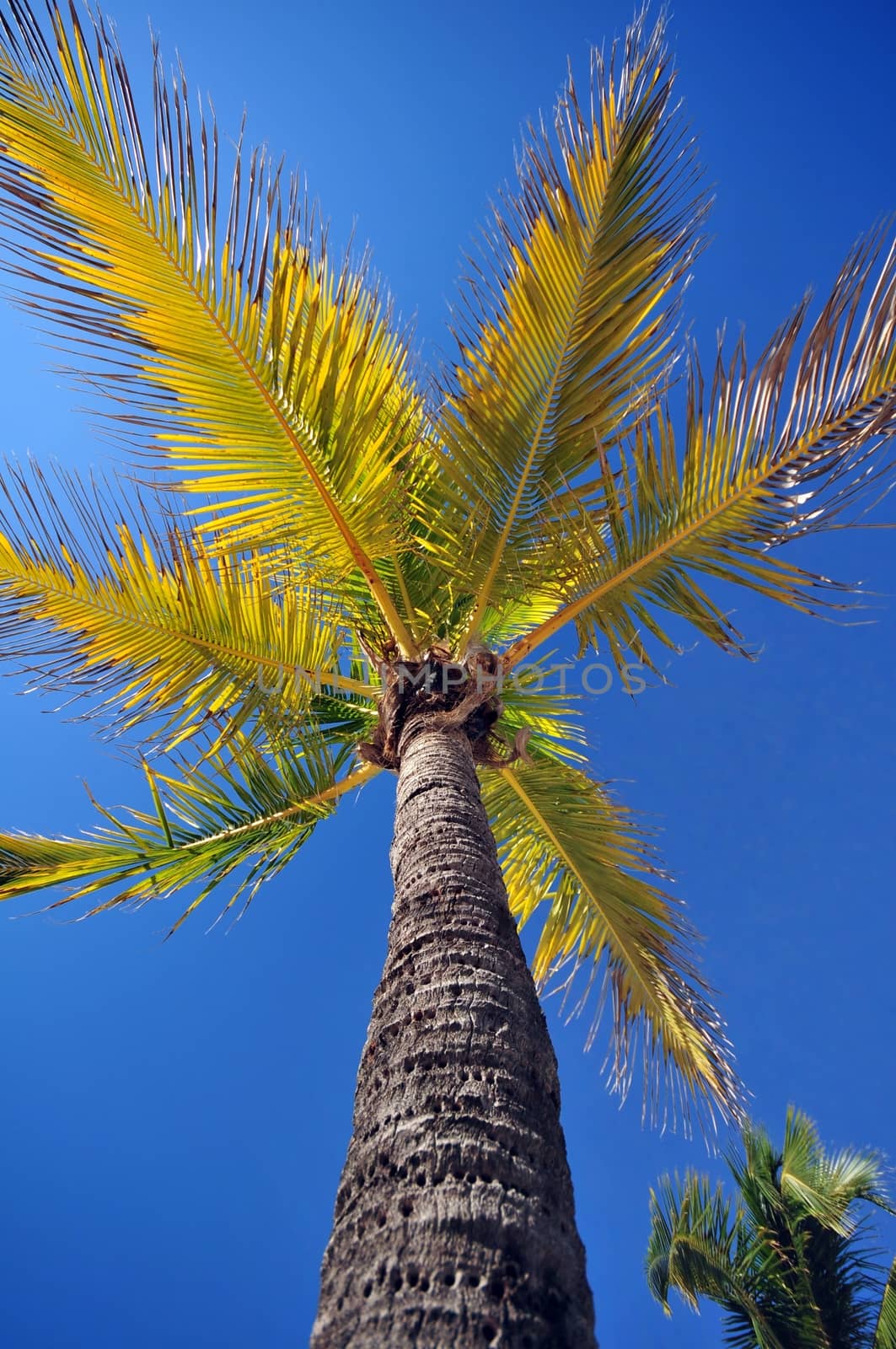 Palm Tree on Blue Sky. Florida USA