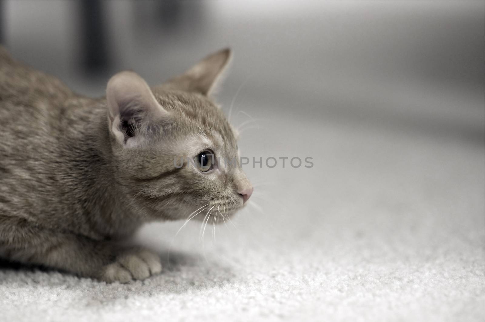 Small Kitty on the Gray Carpet.