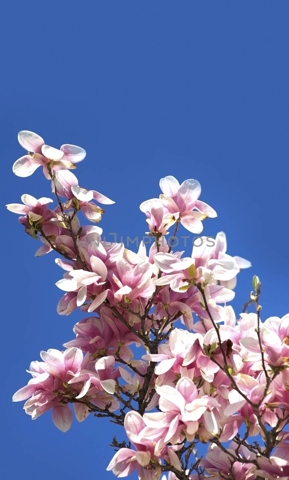 Magnolia Brench by welcomia